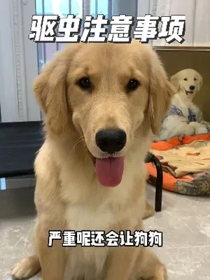 这些驱虫的注意事项，你一定要知道！否则可能害了狗狗