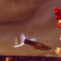 红剑鱼和红玛丽鱼是一种鱼吗？红剑鱼和玛丽鱼都是热带鱼！都是杂食性卵胎生观赏鱼！都是淡水鱼类！