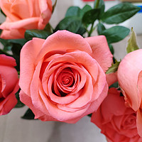 网购鲜花—粉玫瑰戴安娜，值！