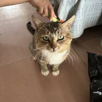 夏天猫咪爱掉毛，给他做一个猫饼吧。