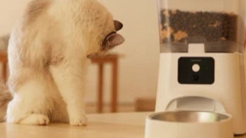 猫咪也能享受智能生活！自动喂食器让爱宠不再挨饿