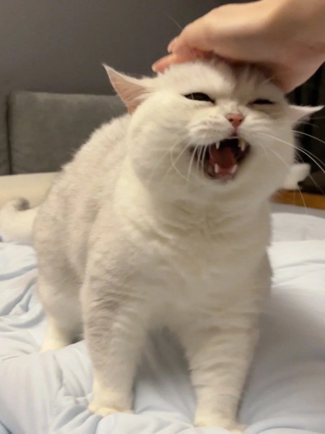 请大家暂停手上的事 来批评一下这只小猫！！