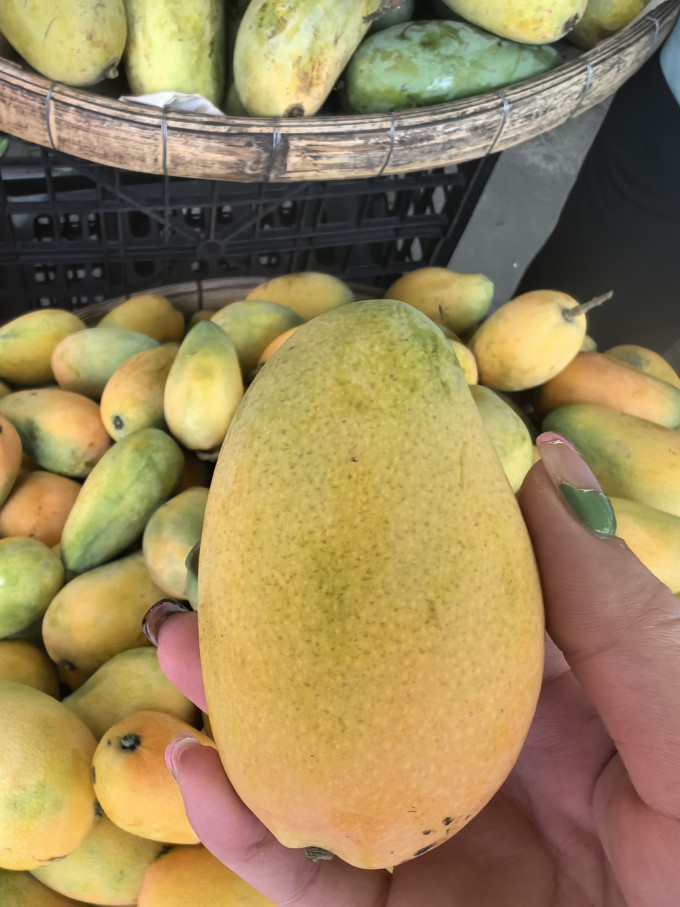 探味君芒果