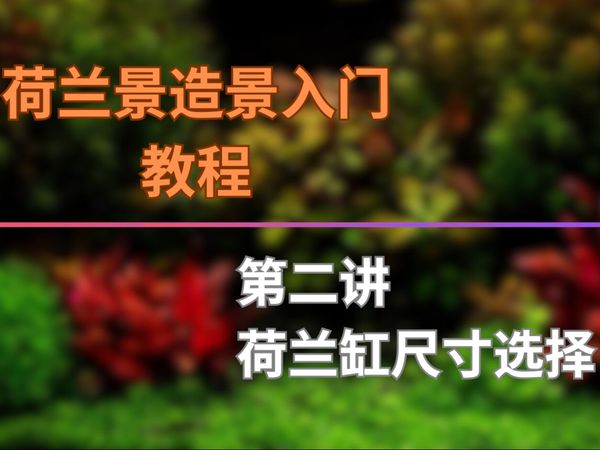 【荷兰景造景入门教程】第二讲 荷兰缸尺寸选择