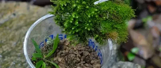 喝完的奶茶杯别丢，续杯“苔藓拿铁”，养眼，还养心