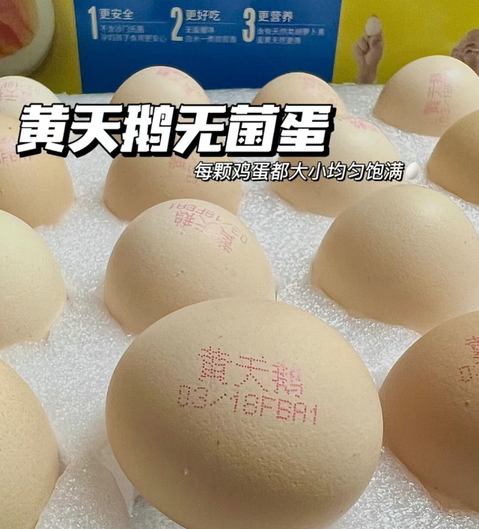黄天鹅禽蛋肉类