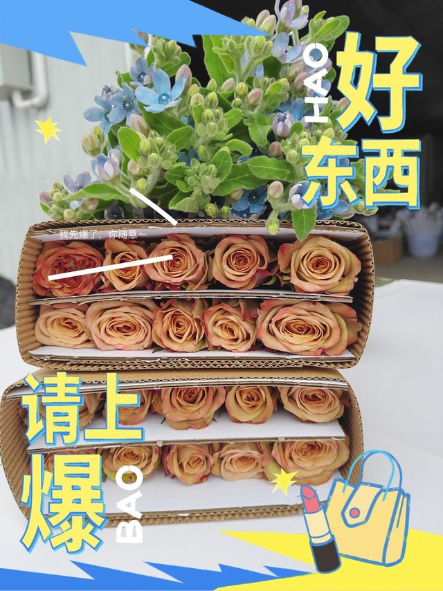 玫瑰花🉐️芬芳来袭