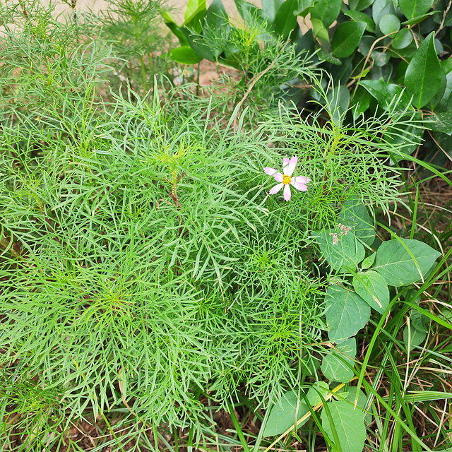 格桑花又开了