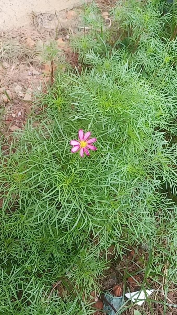 播种心情种子
