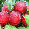 风物中国 篇十七：中国哪的“油桃”最好吃？经过评选，这8个地方上榜，有你家乡吗