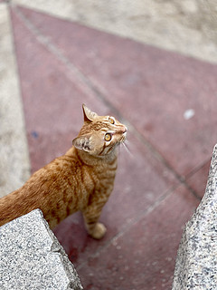 六一节，和孩子一起投喂流浪猫！