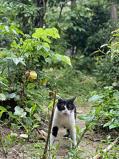 六一节，和孩子一起投喂流浪猫！