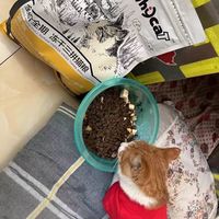 Whycat猫粮:懒猫岛的增肥秘籍!