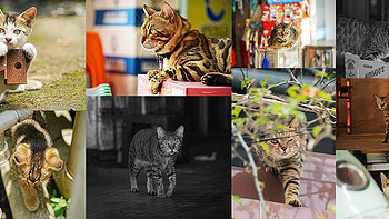玩摄影 篇二十八：吸猫必入（含猫咪摄影教程），索尼A7M4搭配天涯镜超易出片