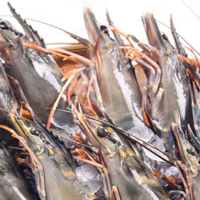 一口鲜甜，来自海洋的馈赠：京东生鲜泰国活冻黑虎虾
