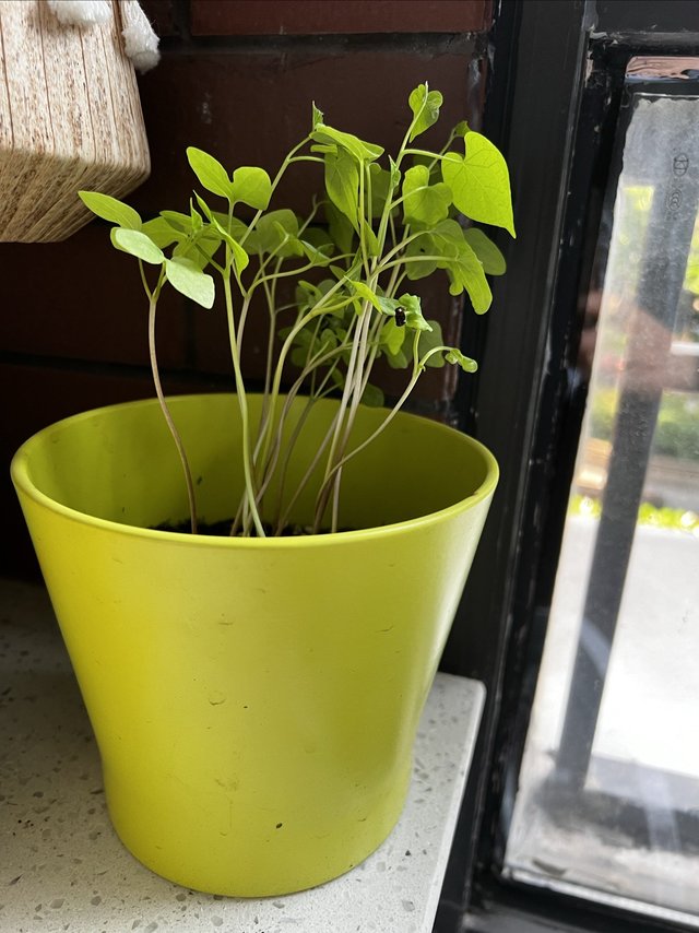 牵牛花盆栽，竟然所有种子全部发芽了