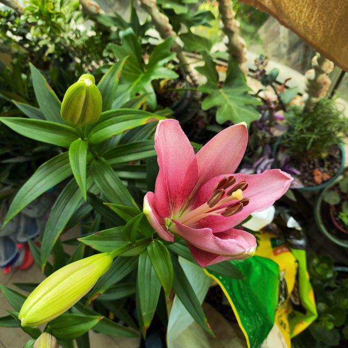 虹越鲜花