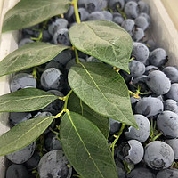 串形蓝莓，真是大自然的馈赠！