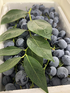 串形蓝莓，真是大自然的馈赠！