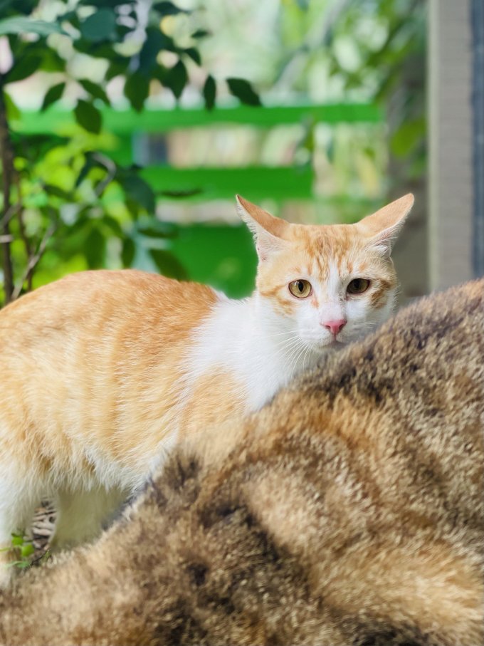皇家搭档猫咪零食罐/妙鲜包