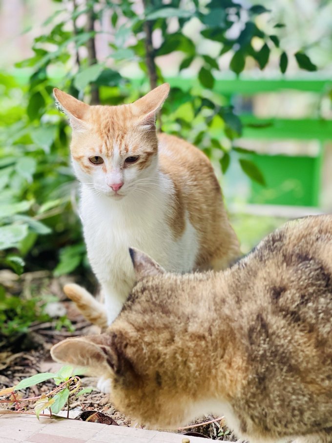 皇家搭档猫咪零食罐/妙鲜包