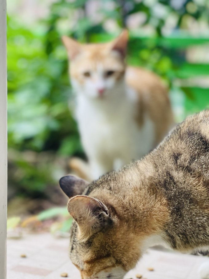 皇家搭档猫咪零食罐/妙鲜包