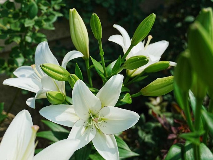 鲜花