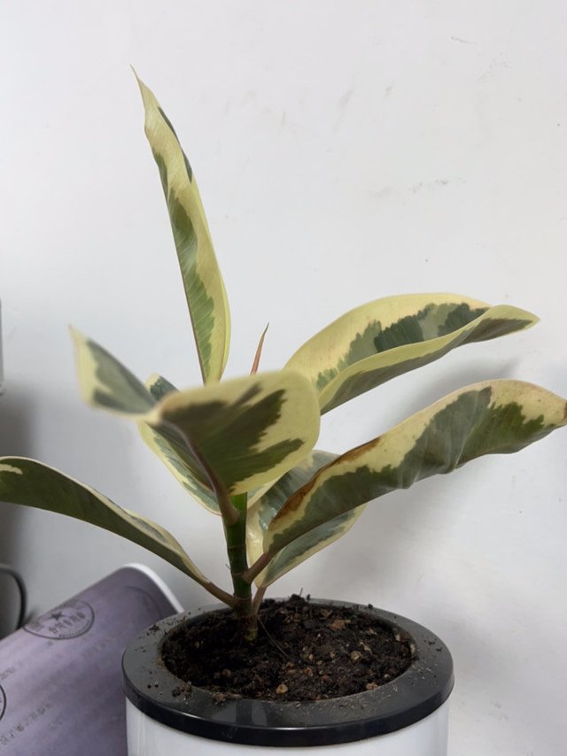 拿回来就掉两片叶子的橡皮树