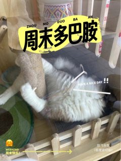 实木猫柜子别墅，豪华又实用