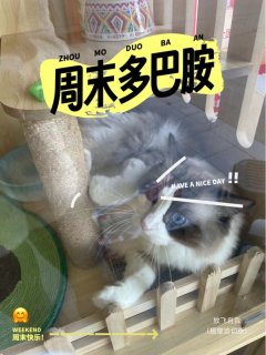 实木猫柜子别墅，豪华又实用