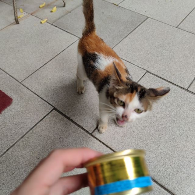 一罐满满的白肉，猫猫哪能不心动呢