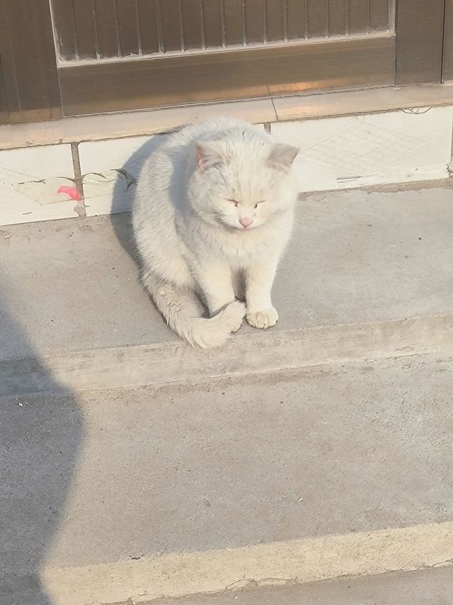 给瞌睡小猪薅的试用装