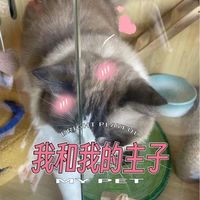 麦富迪超肉粒双拼成猫粮是养猫的优选