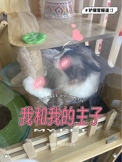 麦富迪超肉粒双拼成猫粮是养猫的优选