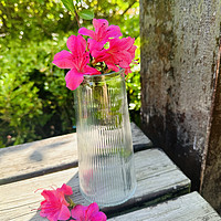 玻璃花瓶，家居美学的秘密武器！