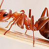 清除蚂蚁小妙招，求特效蚂蚁药？