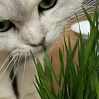 为什么不能一味的让猫吃猫草？