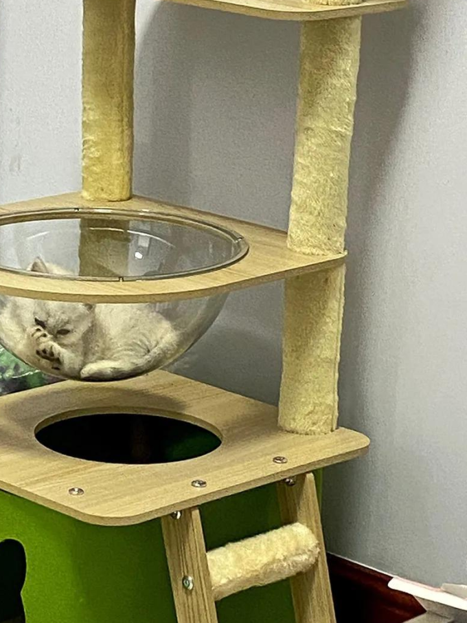 小猫喵喵猫爬架