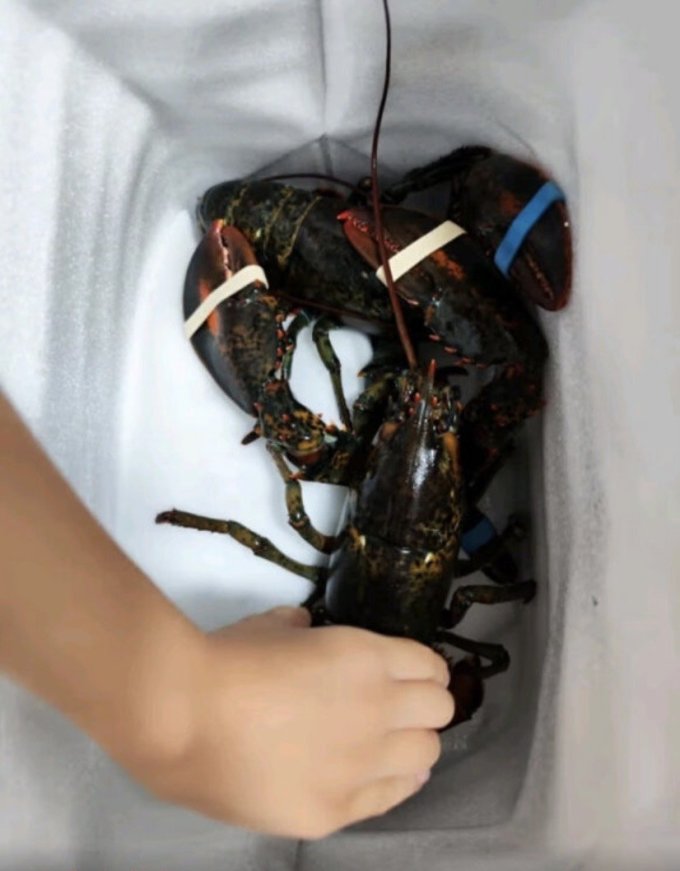渔传播虾类