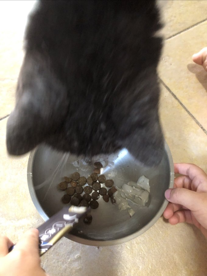 猫咪干粮