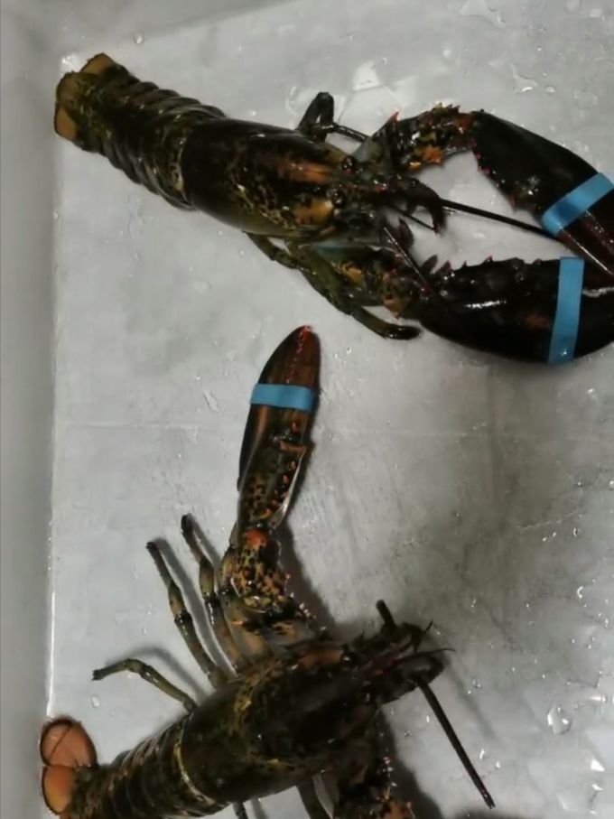 渔传播虾类