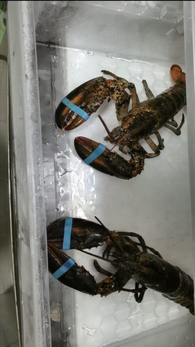 渔传播虾类
