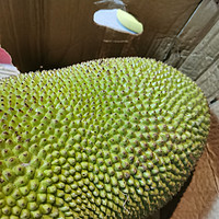 30-35斤菠萝蜜