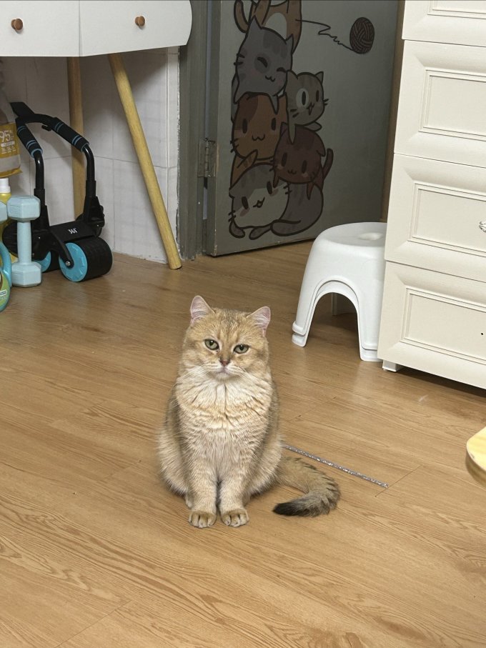 欢宠网逗猫棒