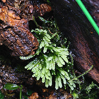 雨林缸的苔藓植物虽小，细看之下却是很美的
