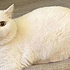 该不该买智能猫砂盆？养猫新手必看的好用智能猫砂盆合集！