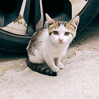 适口性好，专治挑食猫猫