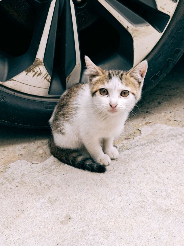 适口性好，专治挑食猫猫