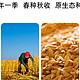 天津还种水稻？