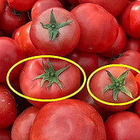 买番茄时，挑选6片叶还是5片叶？区别很大，建议弄懂再买！